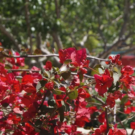 Les Jardins De Santa Giulia - Charmante Dhte 3*